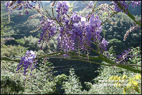 瑞里紫藤花季14.JPG 瑞里紫藤花季14.JPG