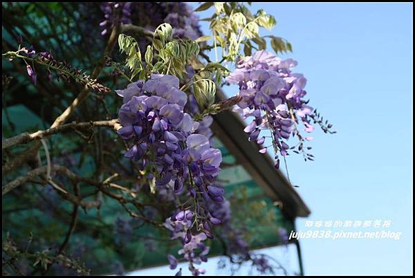 瑞里紫藤花季19.JPG