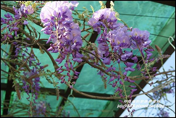 瑞里紫藤花季21.JPG 瑞里紫藤花季21.JPG