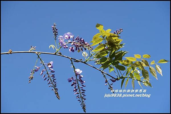 瑞里紫藤花季20.JPG 瑞里紫藤花季20.JPG