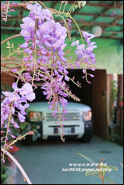瑞里紫藤花季22.JPG 瑞里紫藤花季22.JPG