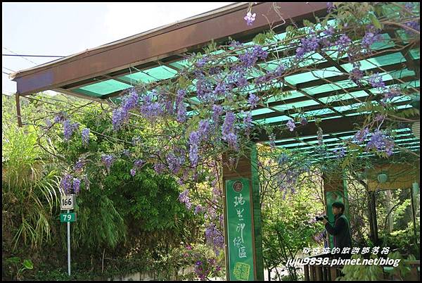 瑞里紫藤花季25.JPG 瑞里紫藤花季25.JPG