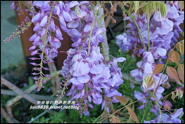 瑞里紫藤花季26.JPG