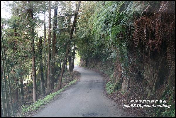 瑞里綠色隧道3.JPG 瑞里綠色隧道3.JPG