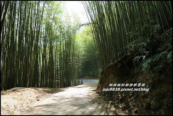 瑞里綠色隧道11.JPG 瑞里綠色隧道11.JPG