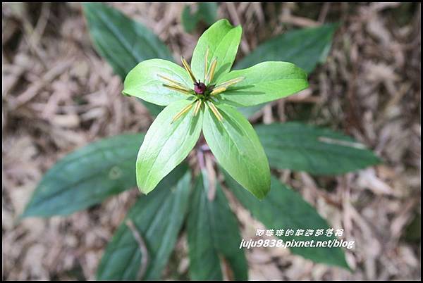 瑞里綠色隧道15.JPG 瑞里綠色隧道15.JPG