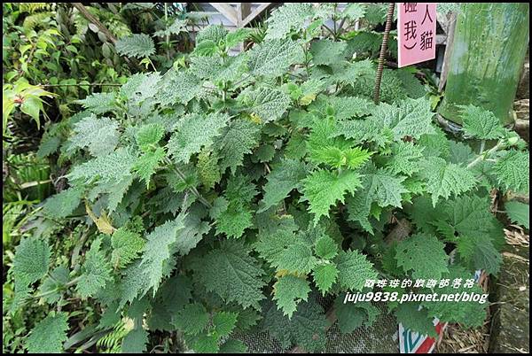 瑞里綠色隧道19.JPG 瑞里綠色隧道19.JPG