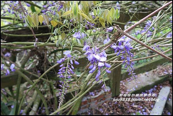 瑞里綠色隧道18.JPG 瑞里綠色隧道18.JPG