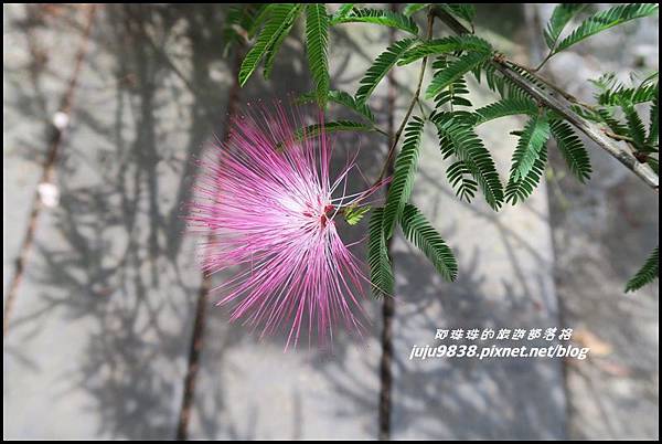 瑞里綠色隧道20.JPG 瑞里綠色隧道20.JPG