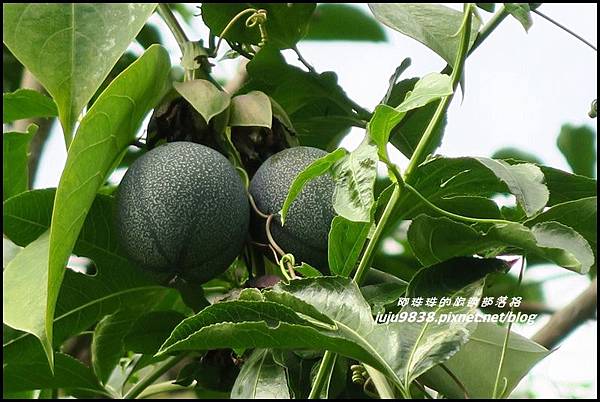 瑞里綠色隧道23.JPG 瑞里綠色隧道23.JPG