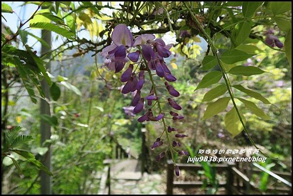 瑞里綠色隧道22.JPG 瑞里綠色隧道22.JPG