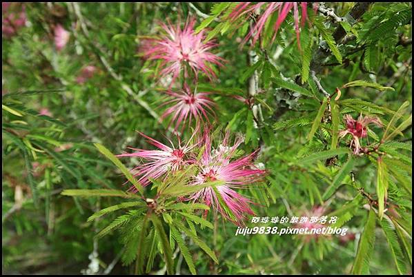 瑞里綠色隧道28.JPG 瑞里綠色隧道28.JPG