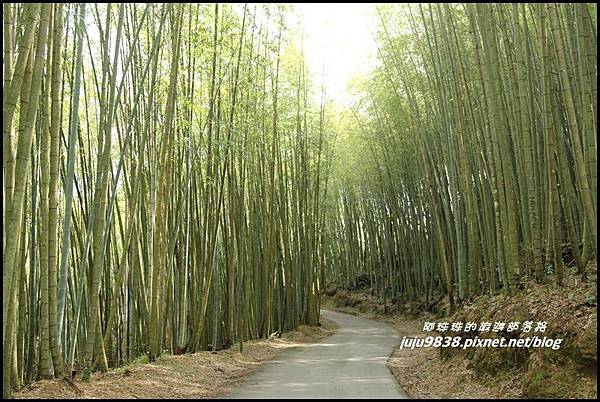 瑞里綠色隧道37.JPG 瑞里綠色隧道37.JPG