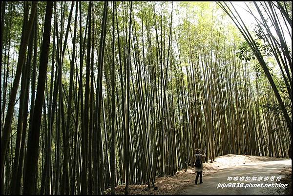 瑞里綠色隧道40.JPG 瑞里綠色隧道40.JPG