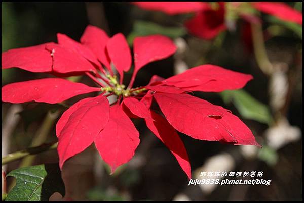 瑞里綠色隧道43.JPG 瑞里綠色隧道43.JPG