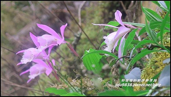 加里山1.JPG 加里山1.JPG