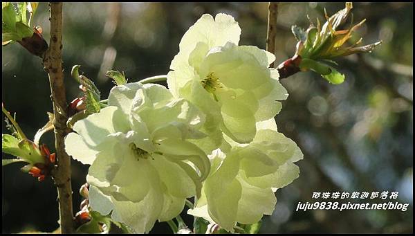 加里山9.JPG 加里山9.JPG