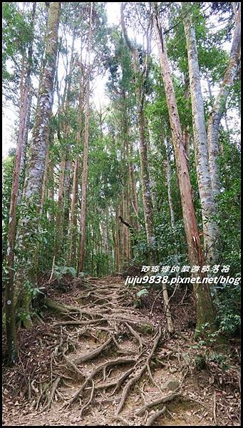 加里山23.JPG 加里山23.JPG