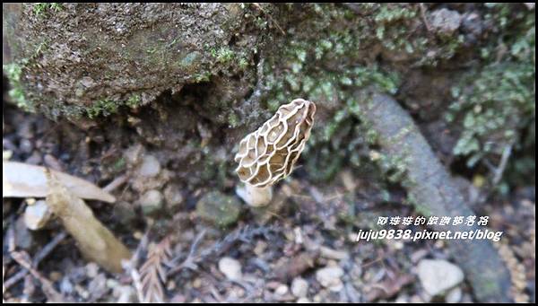 加里山27.JPG 加里山27.JPG