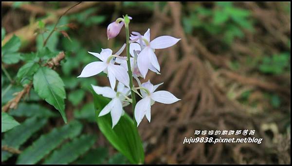 加里山32.JPG 加里山32.JPG