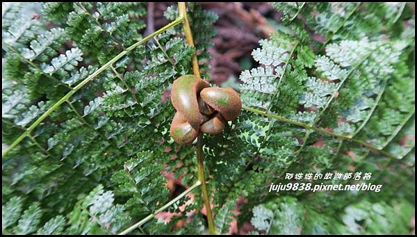 加里山34.JPG 加里山34.JPG