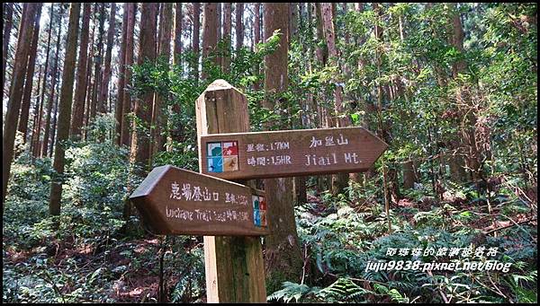 加里山36.JPG 加里山36.JPG