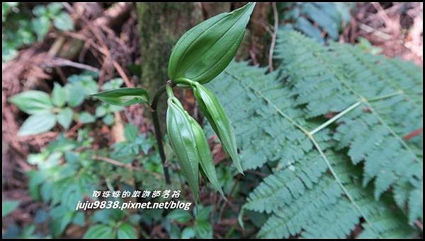 加里山37.JPG 加里山37.JPG