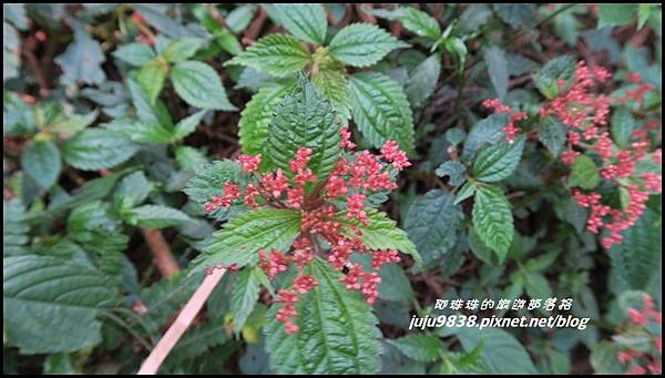 加里山39.JPG 加里山39.JPG