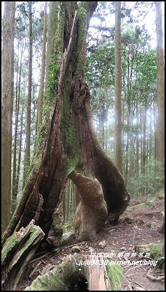 加里山55.JPG 加里山55.JPG