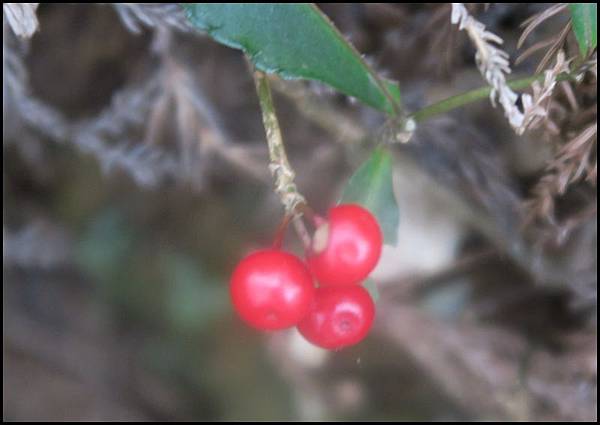 加里山58.JPG 加里山58.JPG