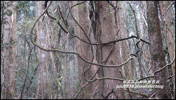 加里山57.JPG 加里山57.JPG