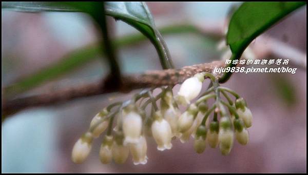 加里山60.JPG 加里山60.JPG