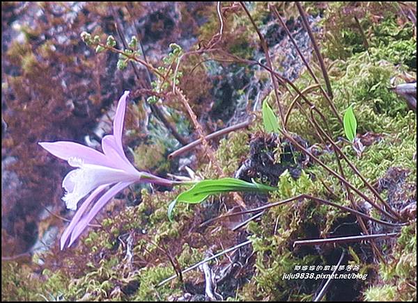 加里山68.JPG 加里山68.JPG