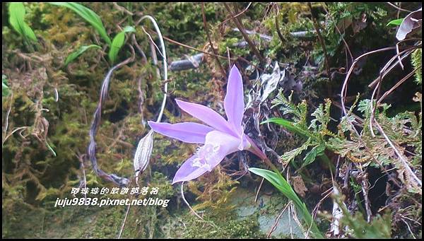 加里山69.JPG 加里山69.JPG