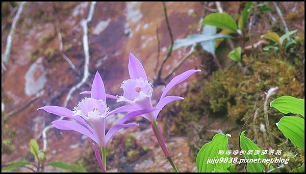 加里山71.JPG 加里山71.JPG