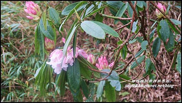 加里山76.JPG 加里山76.JPG