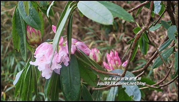 加里山77.JPG 加里山77.JPG