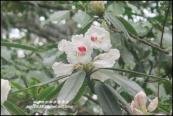 加里山79.JPG 加里山79.JPG