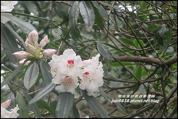 加里山78.JPG 加里山78.JPG