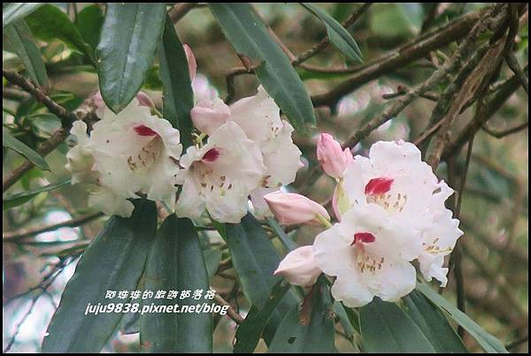 加里山80.JPG 加里山80.JPG