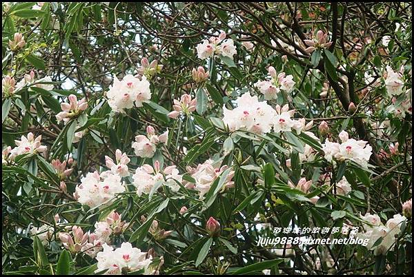 加里山81.JPG 加里山81.JPG