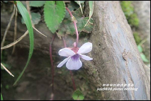 加里山83.JPG 加里山83.JPG