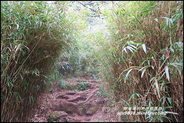 加里山87.JPG 加里山87.JPG