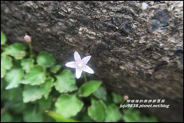 加里山93.JPG 加里山93.JPG