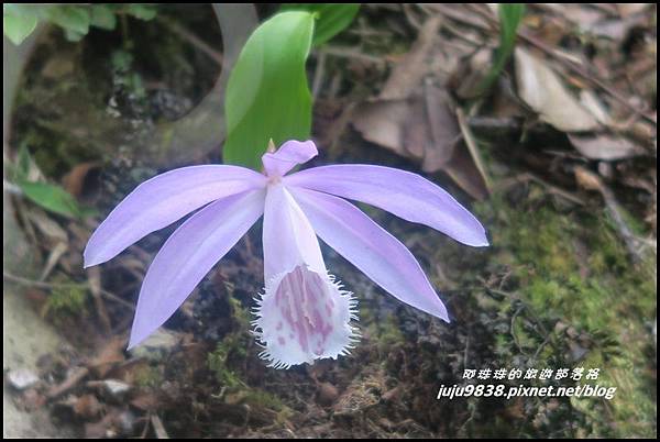 加里山95.JPG 加里山95.JPG