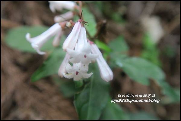 加里山107.JPG 加里山107.JPG