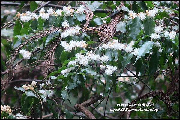 加里山114.JPG 加里山114.JPG