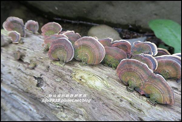 加里山119.JPG 加里山119.JPG