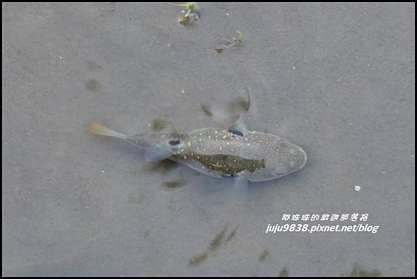 高美濕地38.JPG 高美濕地38.JPG