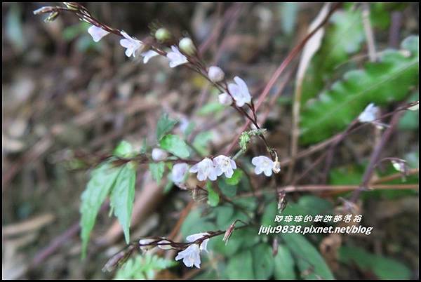 皇帝殿85.JPG 皇帝殿85.JPG